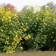 Topinambur-Helianthus tuberosus - Img 2