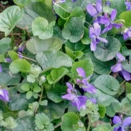 Toporas-Viola Odorata - Img 3
