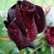Trandafir Black Baccara