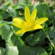 Untisor-Ficaria Verna - Img 6