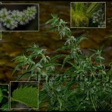 Urzica-Urtica dioica - Img 5