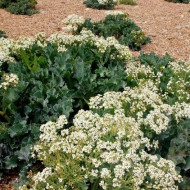 Varza de mare-Crambe maritima - Img 8