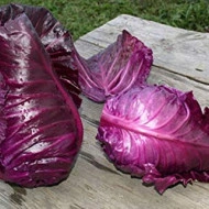 Varza rosie Red Kalibos