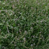Verbena Officinalis - Img 5