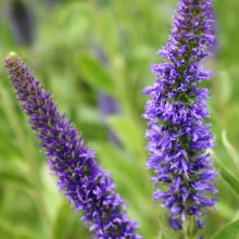 Veronica Porphyriana - Img 4
