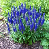 Veronica Spicata blue
