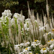 ﻿Veronicastrum virginicum