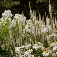 Veronicastrum virginicum - Img 2