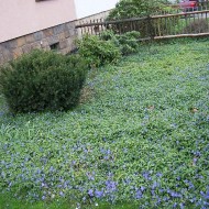 Vinca Minor-Saschiul