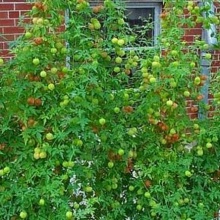 Vita de balon-Cardiospermum halicacabum