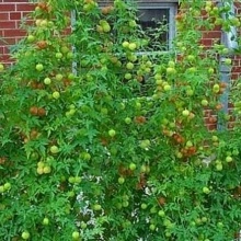 Vita de balon-Cardiospermum halicacabum - Img 4