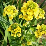 Winter Cress-Barbarea Vulgaris - Img 3