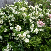  Iasomie Philadelphus Belle Etoile - Img 3
