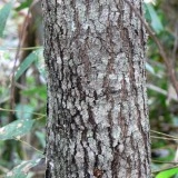 Acacia melanoxylon - Img 6
