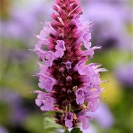Agastache Pallida X Rugosa Globetrotter - Img 3