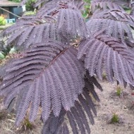 Albizia Julibrissin Summer Chocolate - Img 5