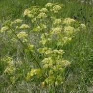 Alexanders-Smyrnium Olusatrum - Img 6