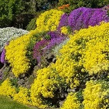 Alyssum saxatile Gold