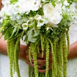 Amaranthus caudatus Green Cascade