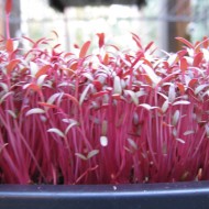 Amaranthus Red Army