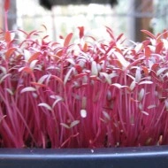 Amaranthus Red Army - Img 4