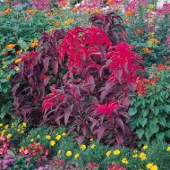 Amaranthus tricolor Early Splendor