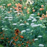 Ammi Visnaga-Marar salbatic - Img 3