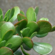 Arbore de Jad-Crassula Ovata