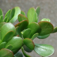 Arbore de Jad-Crassula Ovata - Img 4