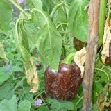 Ardei gras Beauty Chocolate - Img 3