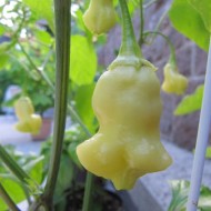 Ardei iute Aji White Fantasy