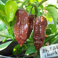 Ardei iute Bhut Jolokia Chocolate