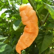 Ardei iute Bhut Jolokia Peach