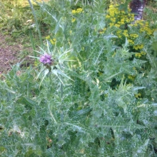 Armurariu-Silybum Marianum - Img 3