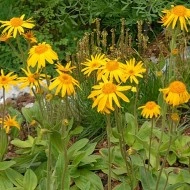 Arnica montana - Img 3