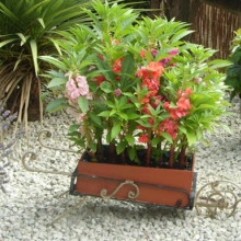Balsamine-Impatiens Balsamina mix - Img 2