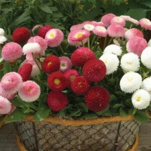 Banutei-Bellis Perennis Pomponette mix - Img 5