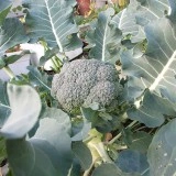 Broccoli - Img 1