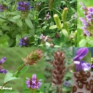 Busuioc de camp-Prunella Vulgaris - Img 2