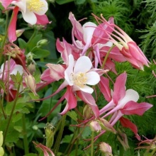 Caldarusa-Aquilegia Caerulea Rose Queen