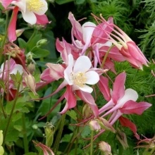 Caldarusa-Aquilegia Caerulea Rose Queen