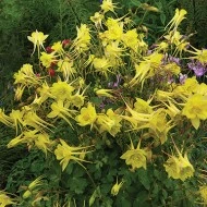 Caldarusa-Aquilegia Chrysantha Yellow Queen - Img 3