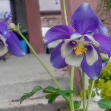 Caldarusa-Aquilegia Spring Magic Blue and White
