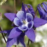 Caldarusa-Aquilegia vulgaris-European columbine