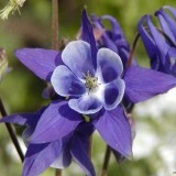 Caldarusa-Aquilegia vulgaris-European columbine
