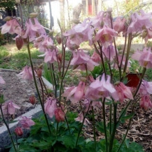 Caldarusa-Aquilegia Vulgaris Pink - Img 2