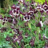 Caldarusa-Aquilegia William Guinness - Img 2
