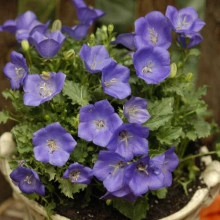 Campanula Carpatica blue