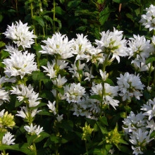 Campanula Glomerata Alba  - Img 3