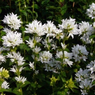 Campanula Glomerata Alba - Img 3
